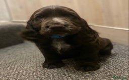 Cocker Spaniel dogs for sale: KC Reg Cocker Spaniels ready next week! Choc/black - Image 11