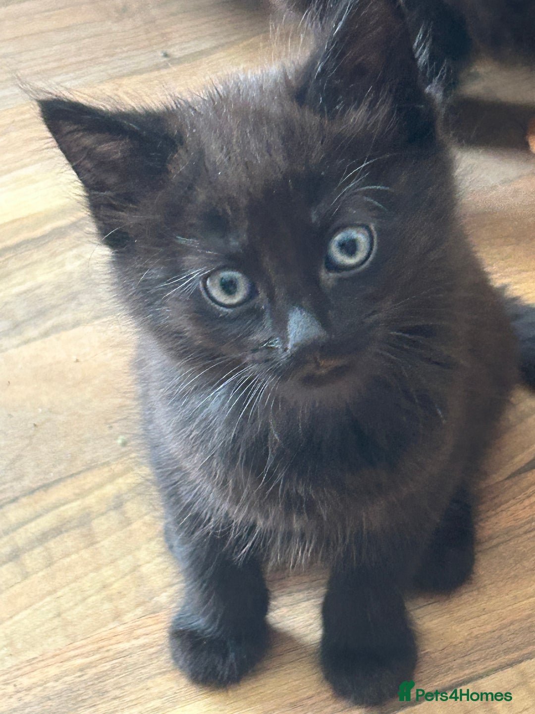 Mixed Breed cats for sale: 5 black male kittens ready now  - Image 2