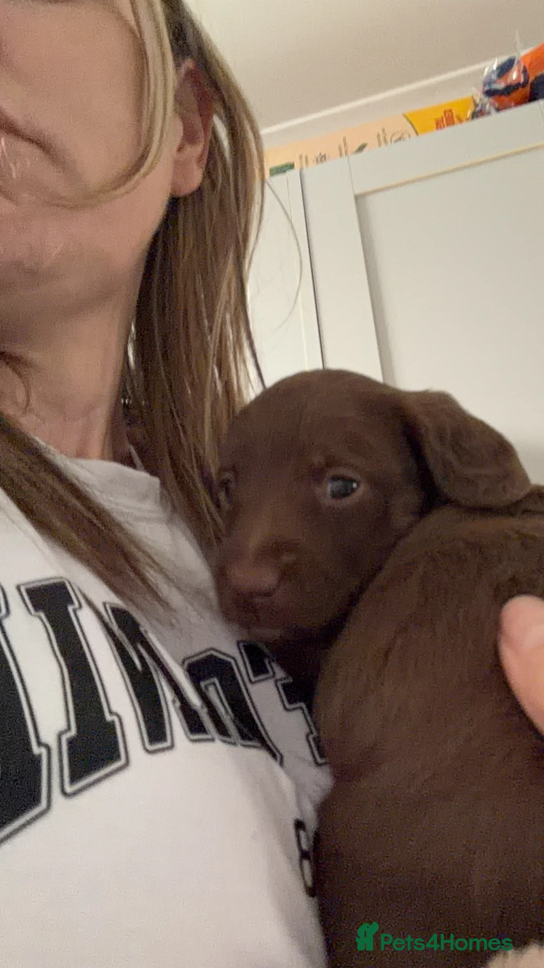 Mixed Breed dogs for sale: Miniature doxipoos for sale  - Advert 2