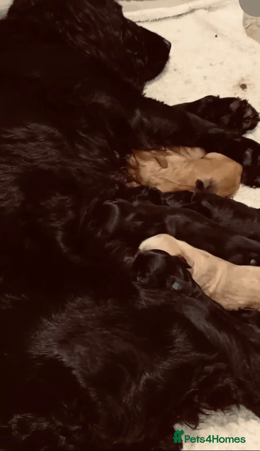 Cocker Spaniel dogs for sale: Ready now red cocker spaniel boys - Advert 2