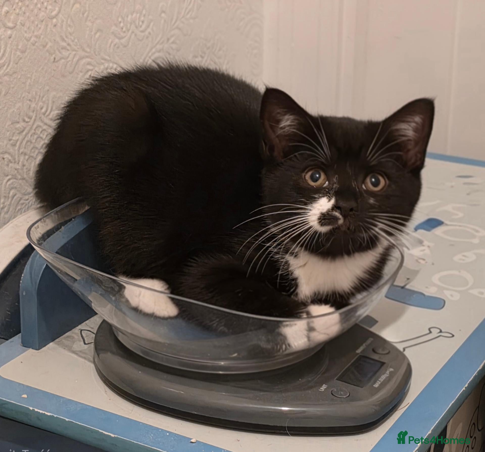 Mixed Breed cats Beautiful Mixed British Shorthair Kittens  🐾 - Advert 1
