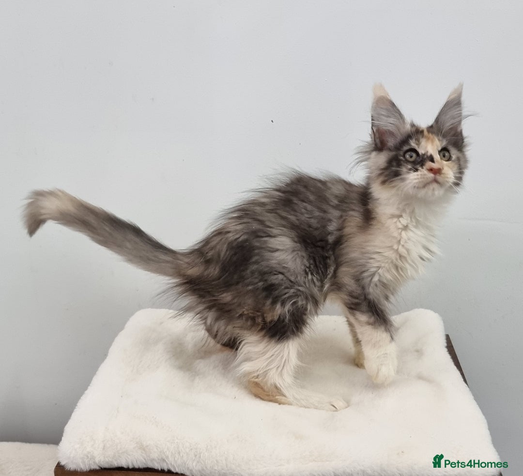 Maine Coon cats for sale: Pedigree Maine Coon Kittens GCCF REGISTERED  - Advert 29