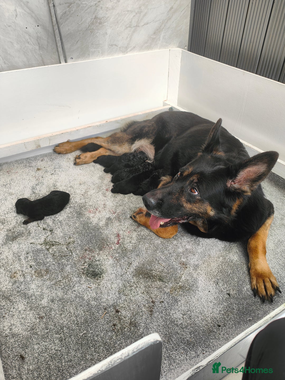German Shepherd dogs for sale: KC GSD Puppies – Champion Bloodline Pairing - Image 17