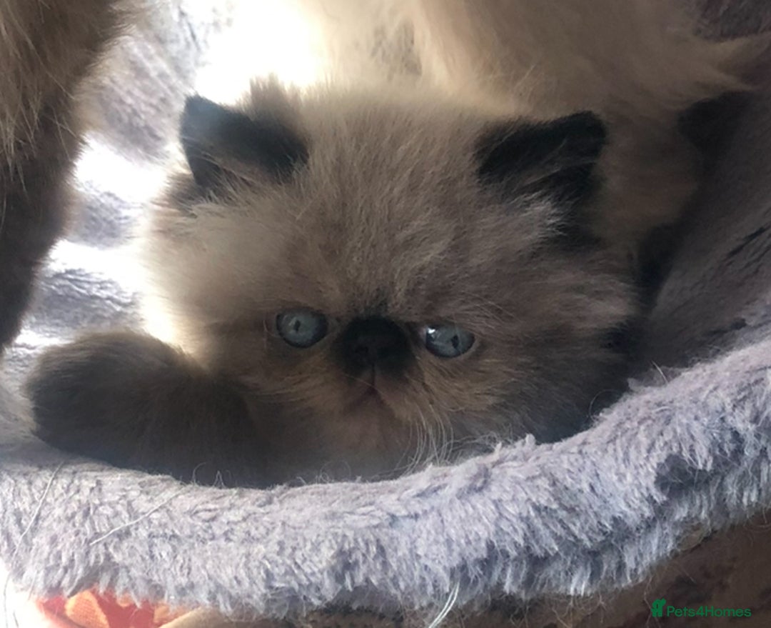 Himalayan cats for sale: Himalayan Persian Kitten in Romford - Image 7