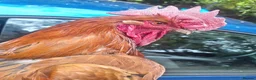 Chickens poultry for sale: APHA registered various hatching eggs  - Advert 1