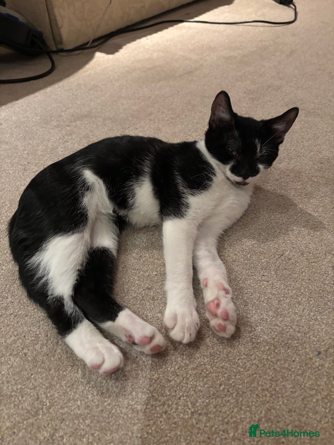 Mixed Breed cats for sale: Mixed Maine Coon & Randall Mix - Advert 13