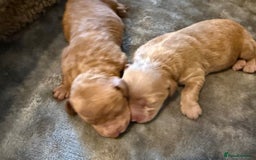 Labradoodle dogs for sale: Beautiful F1B Mini Labradoodles Hypoallergenic Red - Image 1