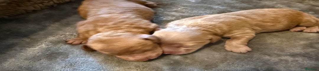 Labradoodle Puppy 3