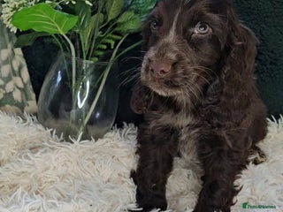 Cocker Spaniel dogs Exceptional Pedigree Show Type English Cockers - Advert 3