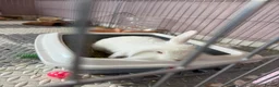 Mixed Breed rabbits for sale: Neutered white male 6 months bunny and enclosure  - Advert 5