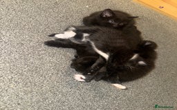 British Shorthair cats for sale: Kitten ready for forever homes  - Image 13