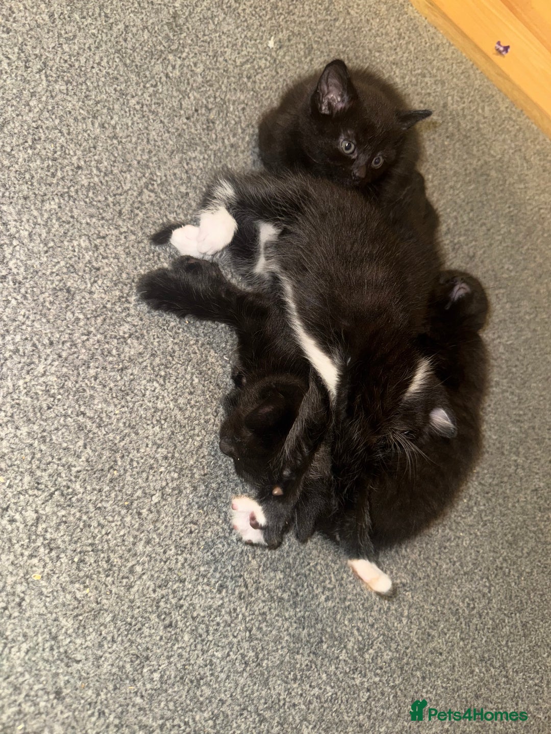 British Shorthair cats for sale: Kitten ready for forever homes  - Image 13
