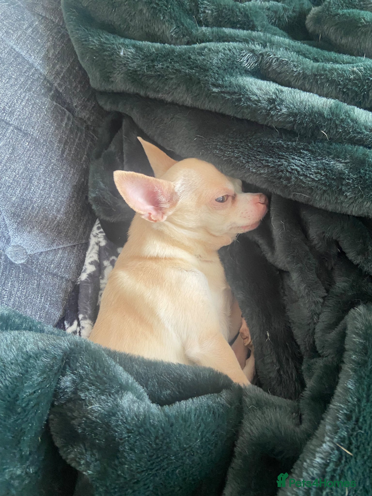 Chihuahua dogs for sale: 3 chihuahuas  - Advert 3