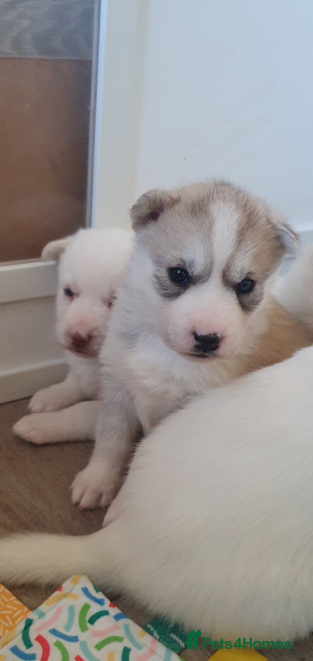 Siberian Husky dogs for sale:  KC REGISTERED PUPS:  5* on pets4homes - Advert 19