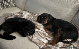 Cavalier King Charles Spaniel dogs for sale: Cavalier King Charles Spaniel Puppy - Image 5