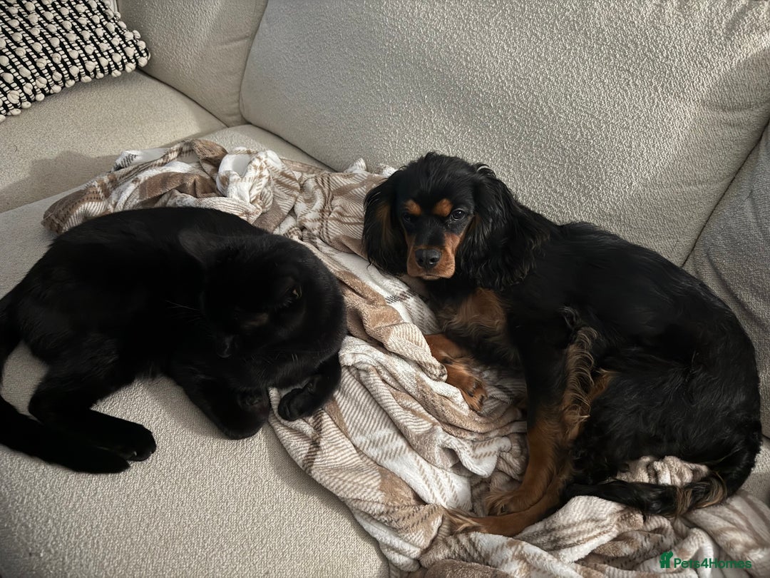 Cavalier King Charles Spaniel dogs for sale: Cavalier King Charles Spaniel Puppy - Image 5