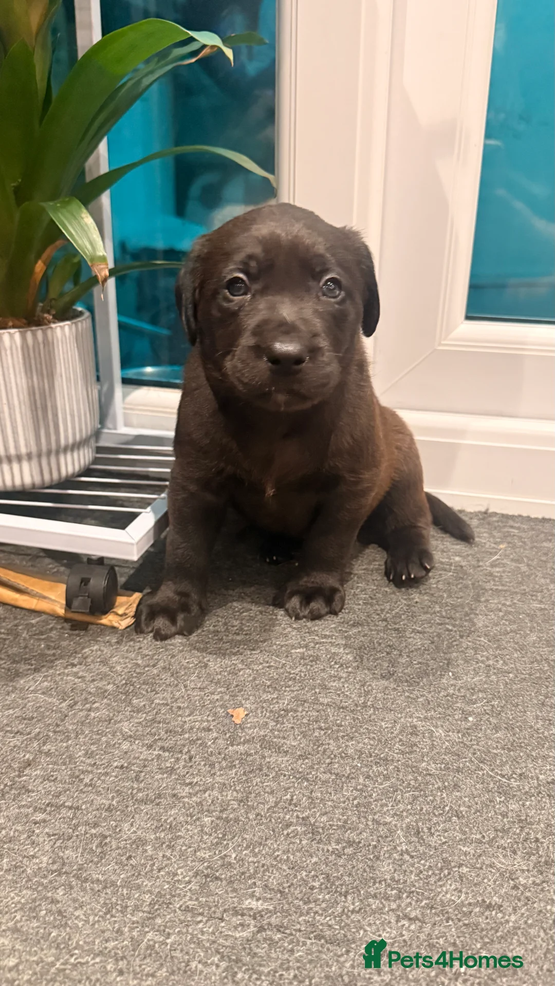 Labrador Retriever dogs for sale: 🐾💛 Looking for their forever family… 💛🐾 - Advert 3