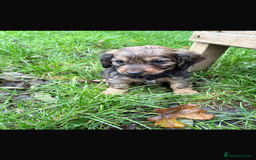 Mixed Breed dogs for sale: Dachshund x Jack pussell - Image 8