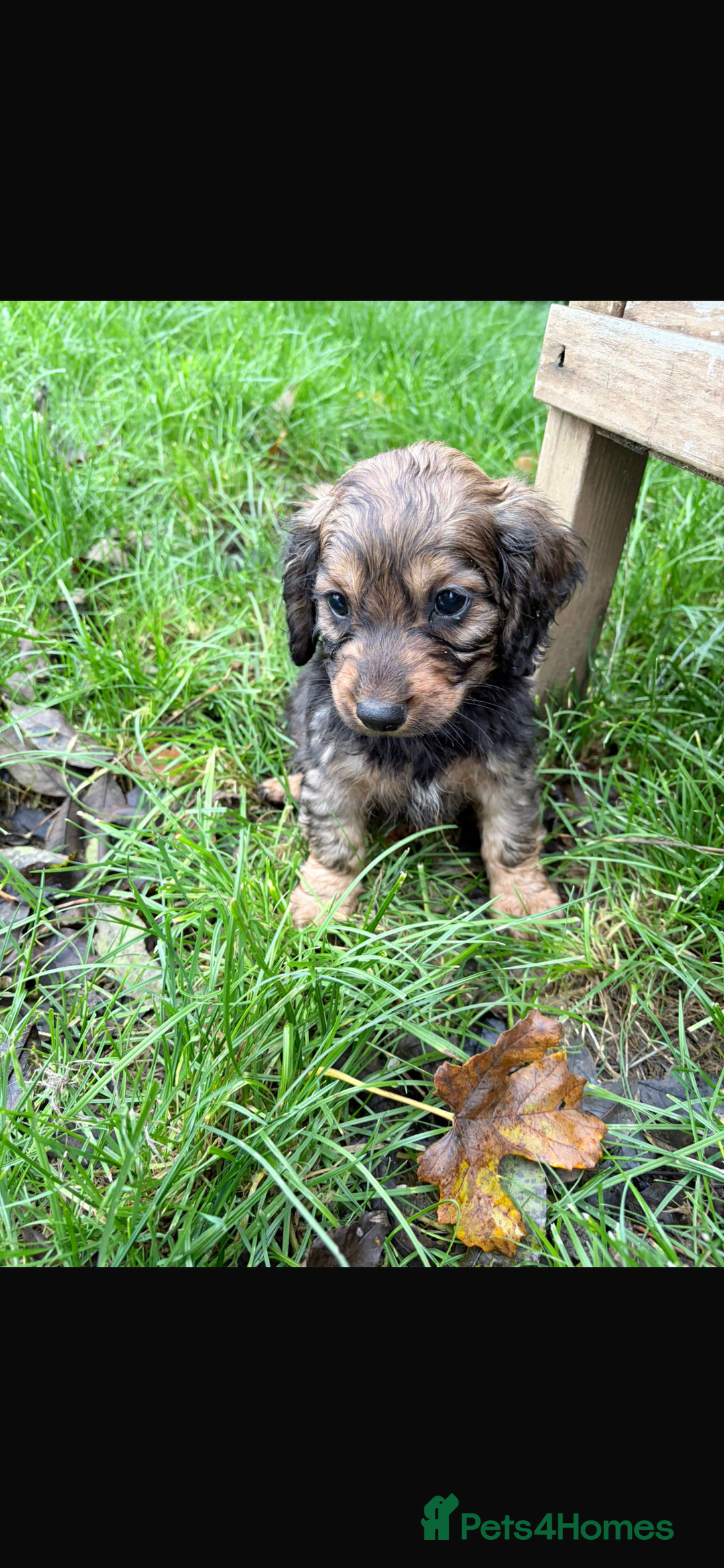 Mixed Breed dogs for sale: Dachshund x Jack pussell - Image 8