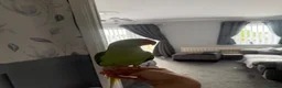 Parrots birds for sale: Alexandrine Parrot. Ring neck.  - Advert 3