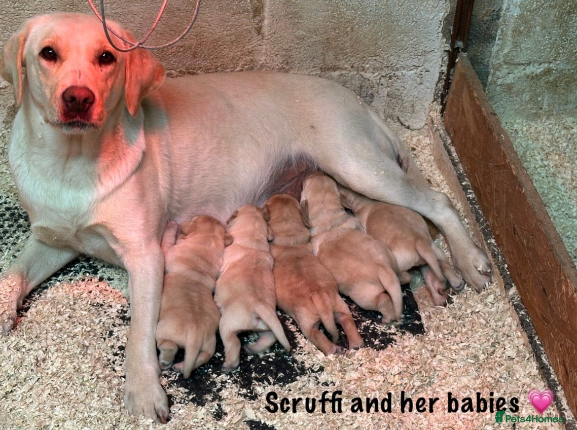 Labrador Retriever dogs Beautiful Labrador puppies!! ❤️🐾 - Advert 4