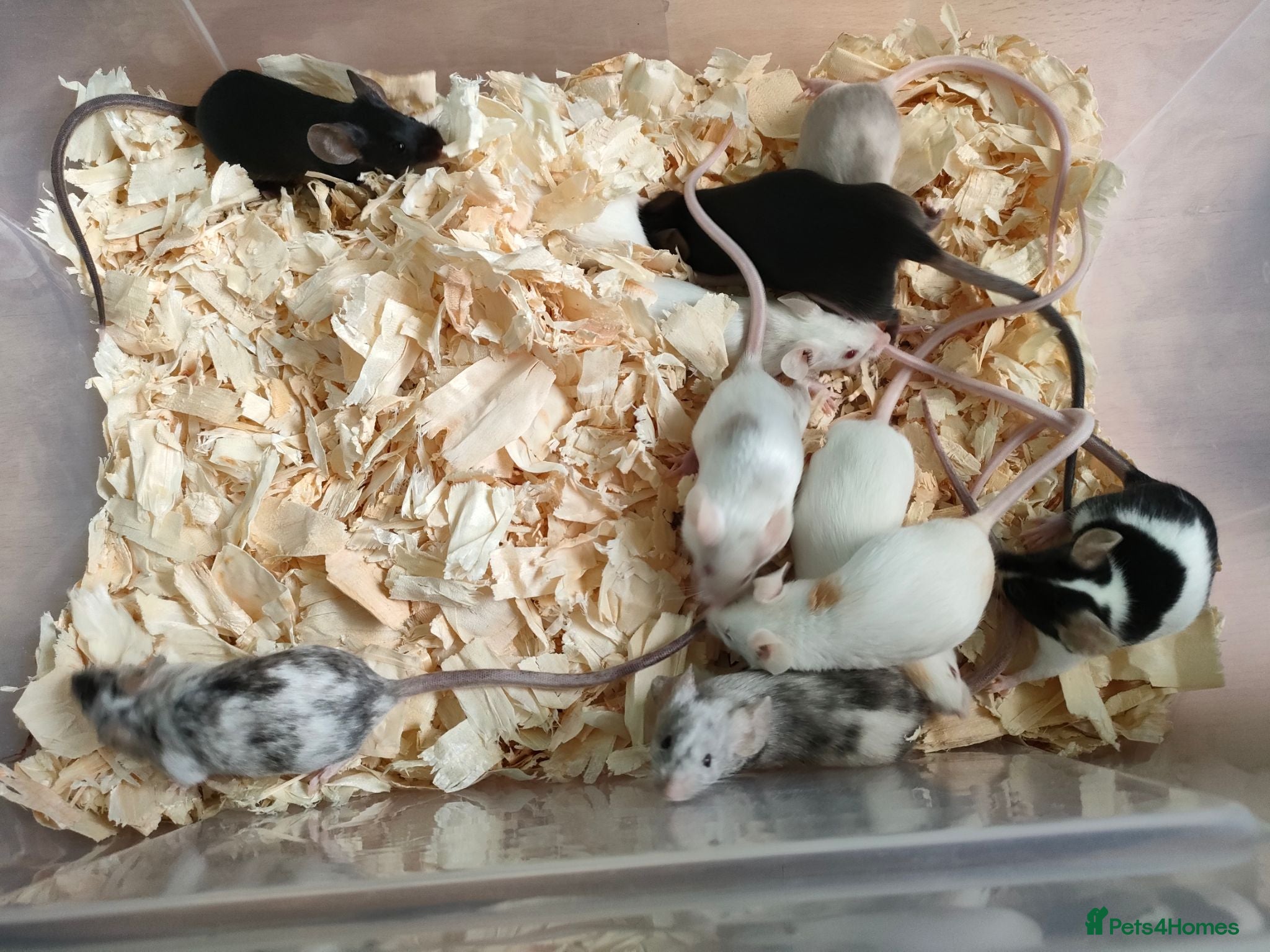 Mouse rodents Fancy pet mice - Advert 6