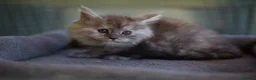 Maine Coon cats for sale: Beautiful fluffy Maine Coon pedigree kittens - Advert 16