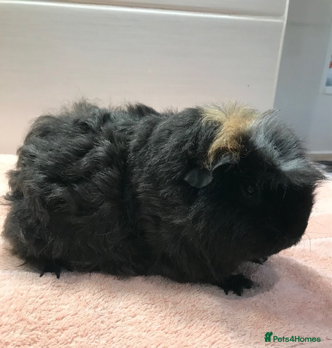 Guinea Pig rodents for sale: Beautiful Pigs - Boars, Sows, Pairs and Single - Advert 6