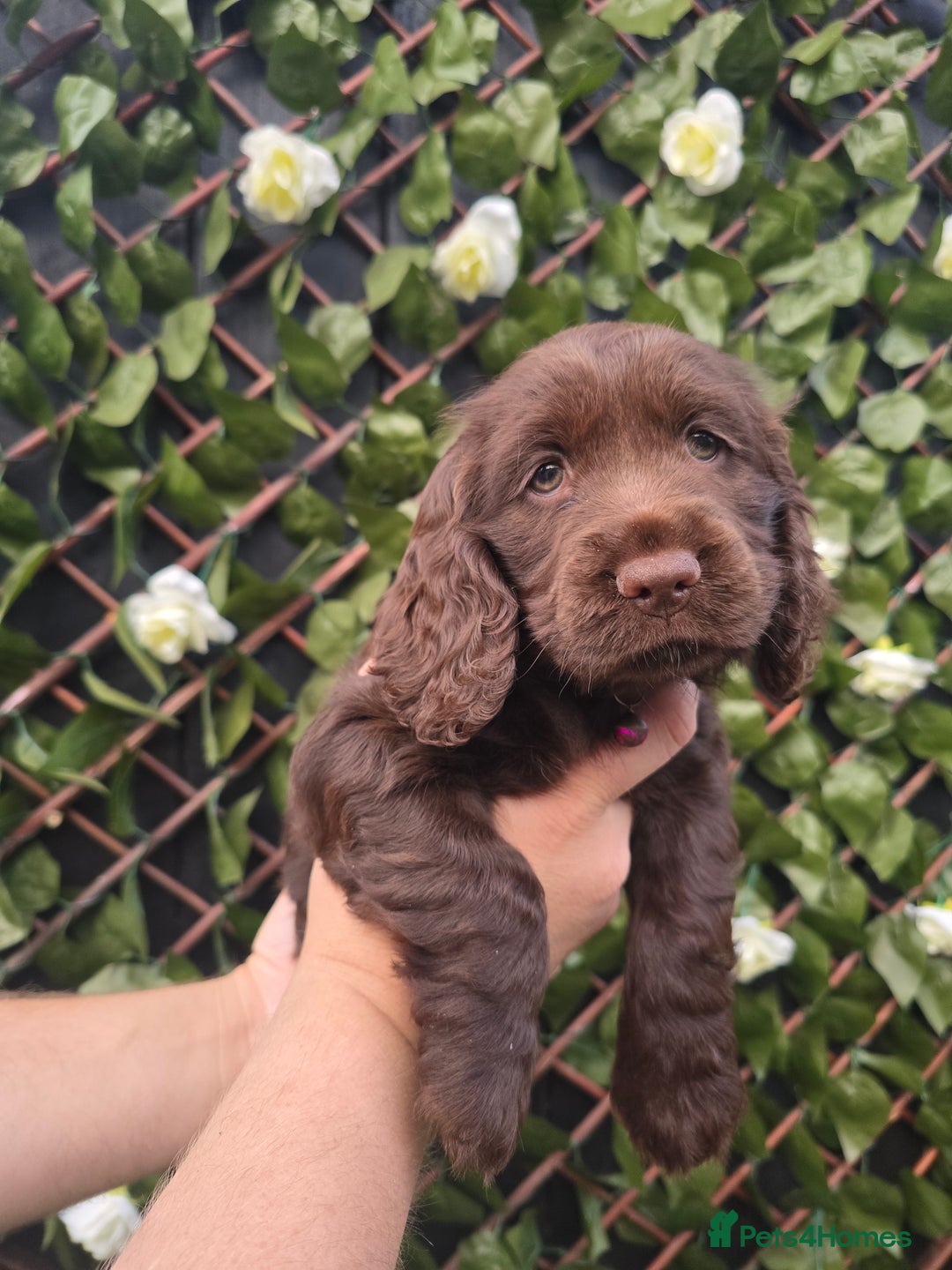Cocker Spaniel dogs for sale: Show type x working cocker spaniel - Image 3