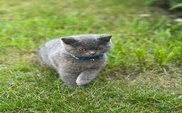 British Shorthair cats for sale: British shorthair  - Image 15