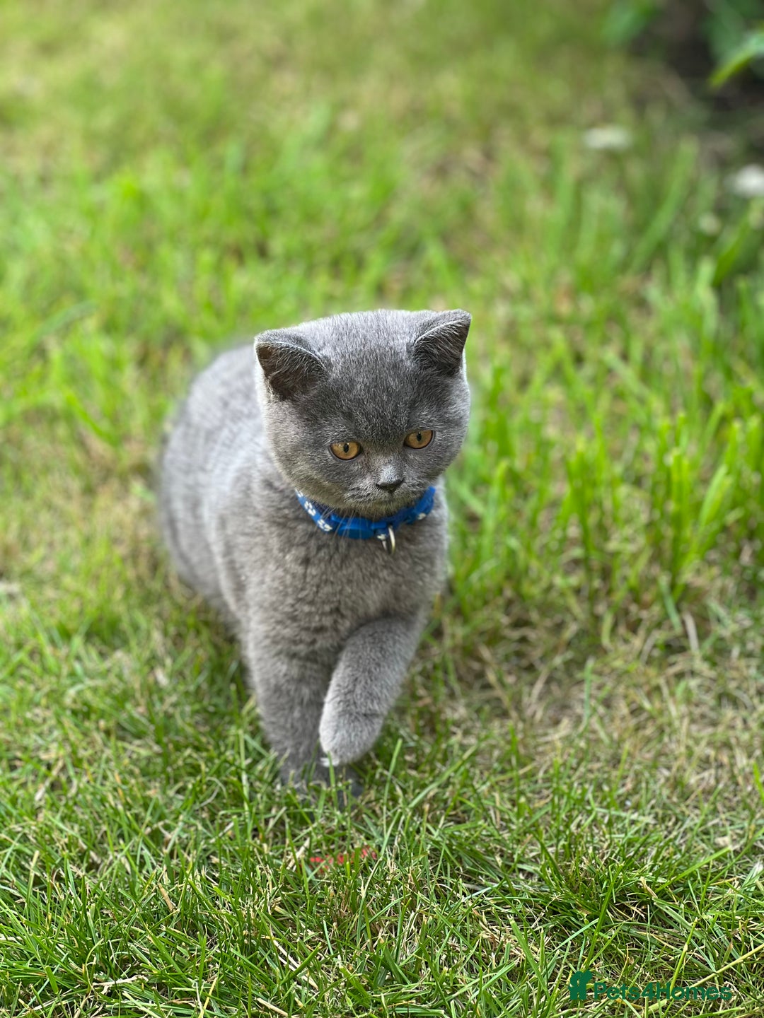 British Shorthair cats for sale: British shorthair  - Image 15