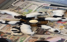 English Springer Spaniel dogs for sale: Make English springer spaniel  - Image 5