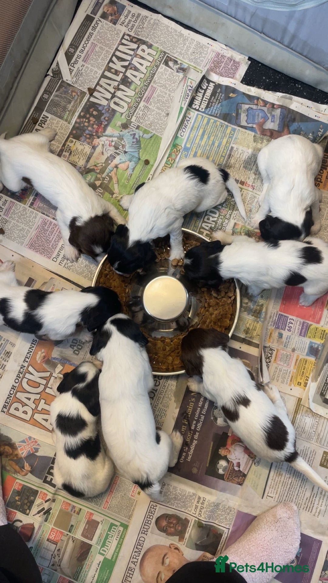 English Springer Spaniel dogs for sale: Make English springer spaniel  - Image 5