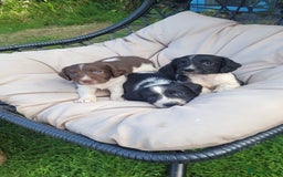 English Springer Spaniel dogs for sale: Kc reg English springer spaniel pups  - Image 9