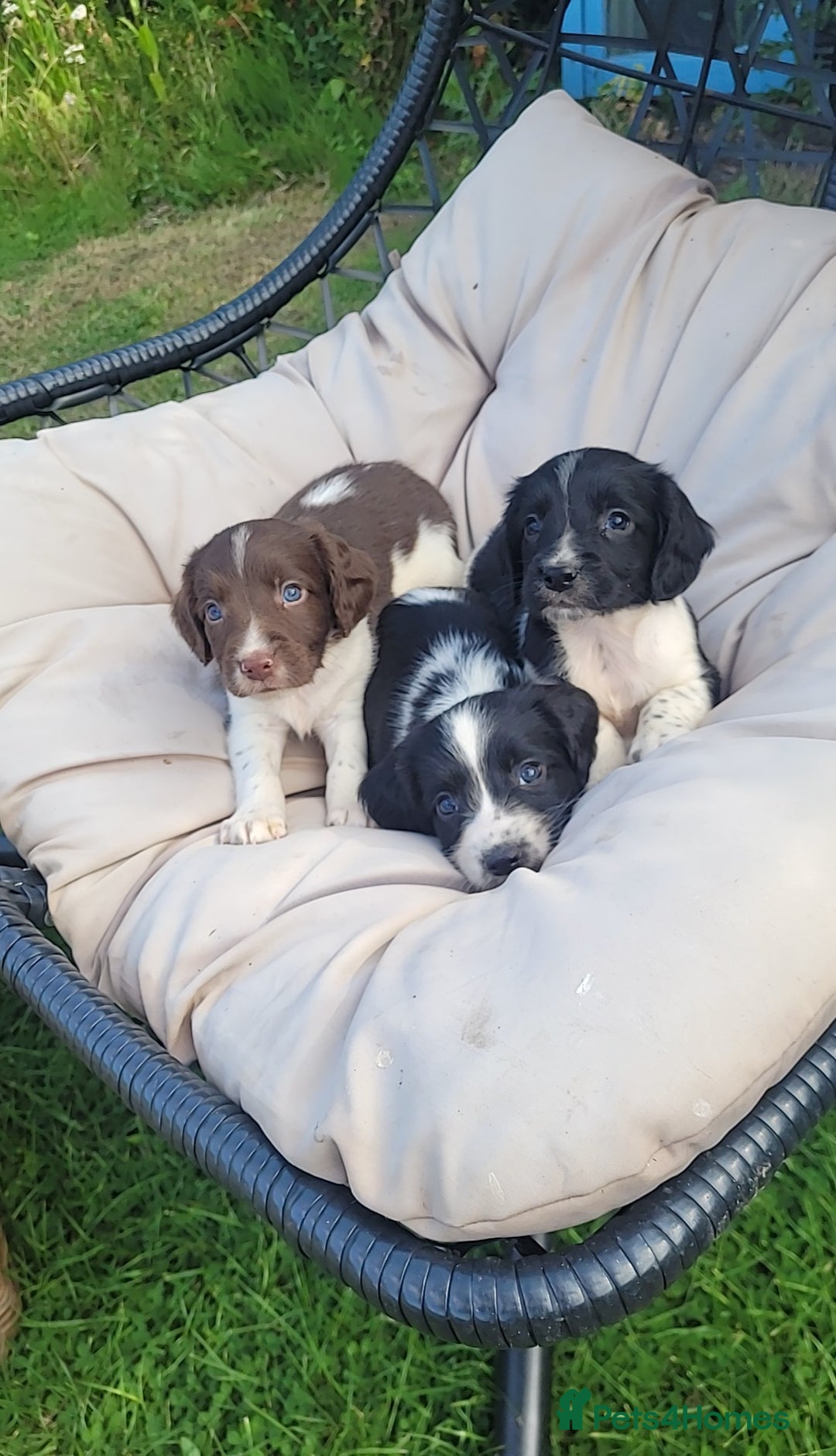 English Springer Spaniel dogs for sale: Kc reg English springer spaniel pups  - Image 9