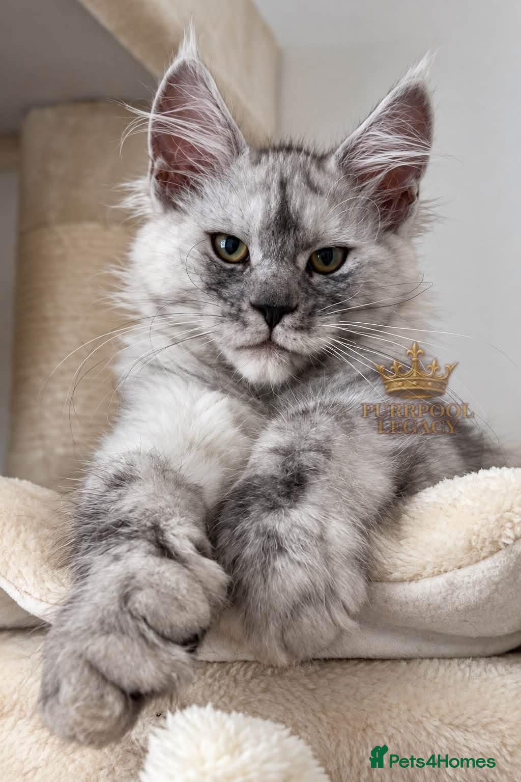 Maine Coon cats for sale: TICA registred Maine coon kittens. Rare colours  - Advert 2