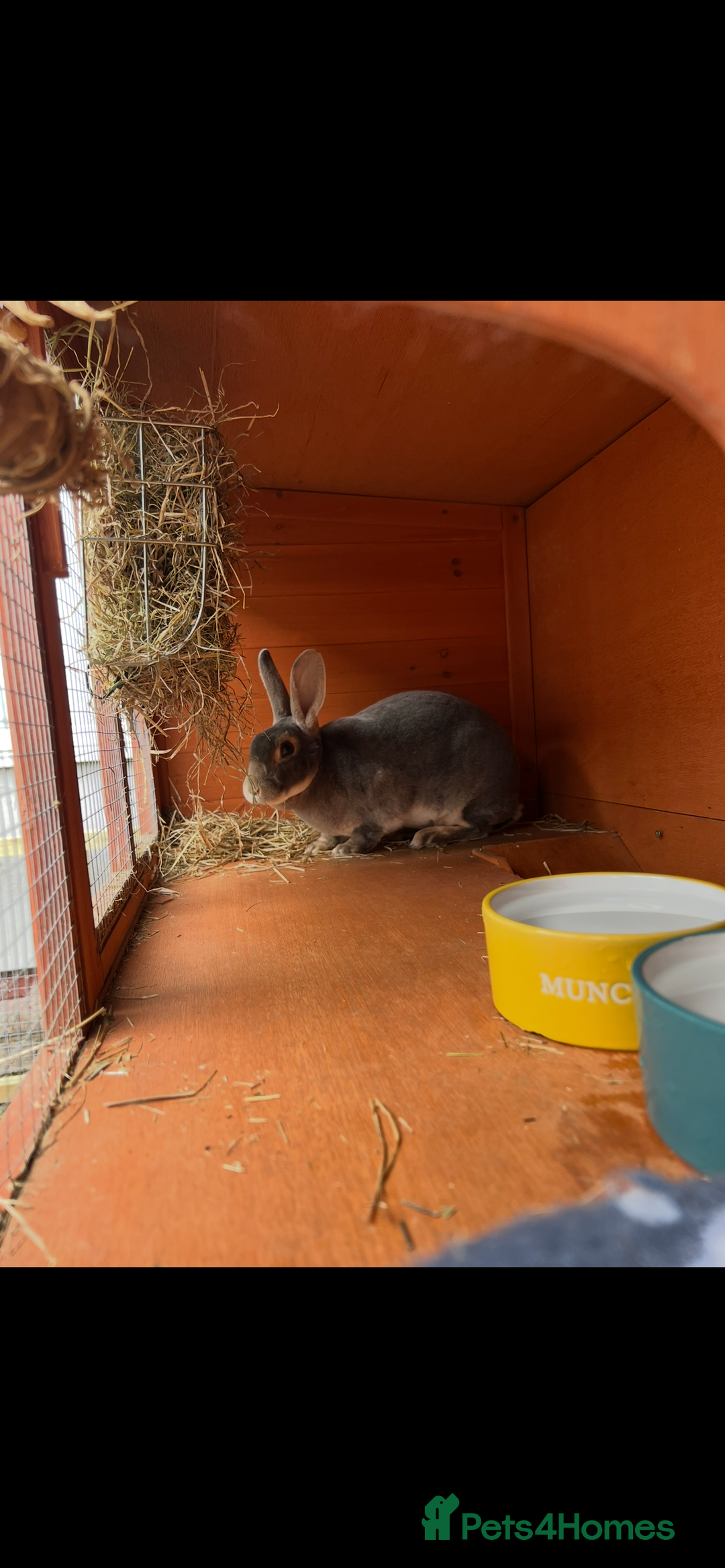 Rex rabbits for sale: 2 y/o Lavender - Image 5