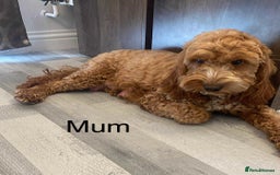 Cockapoo dogs for sale: F2 Cockapoo - Image 8