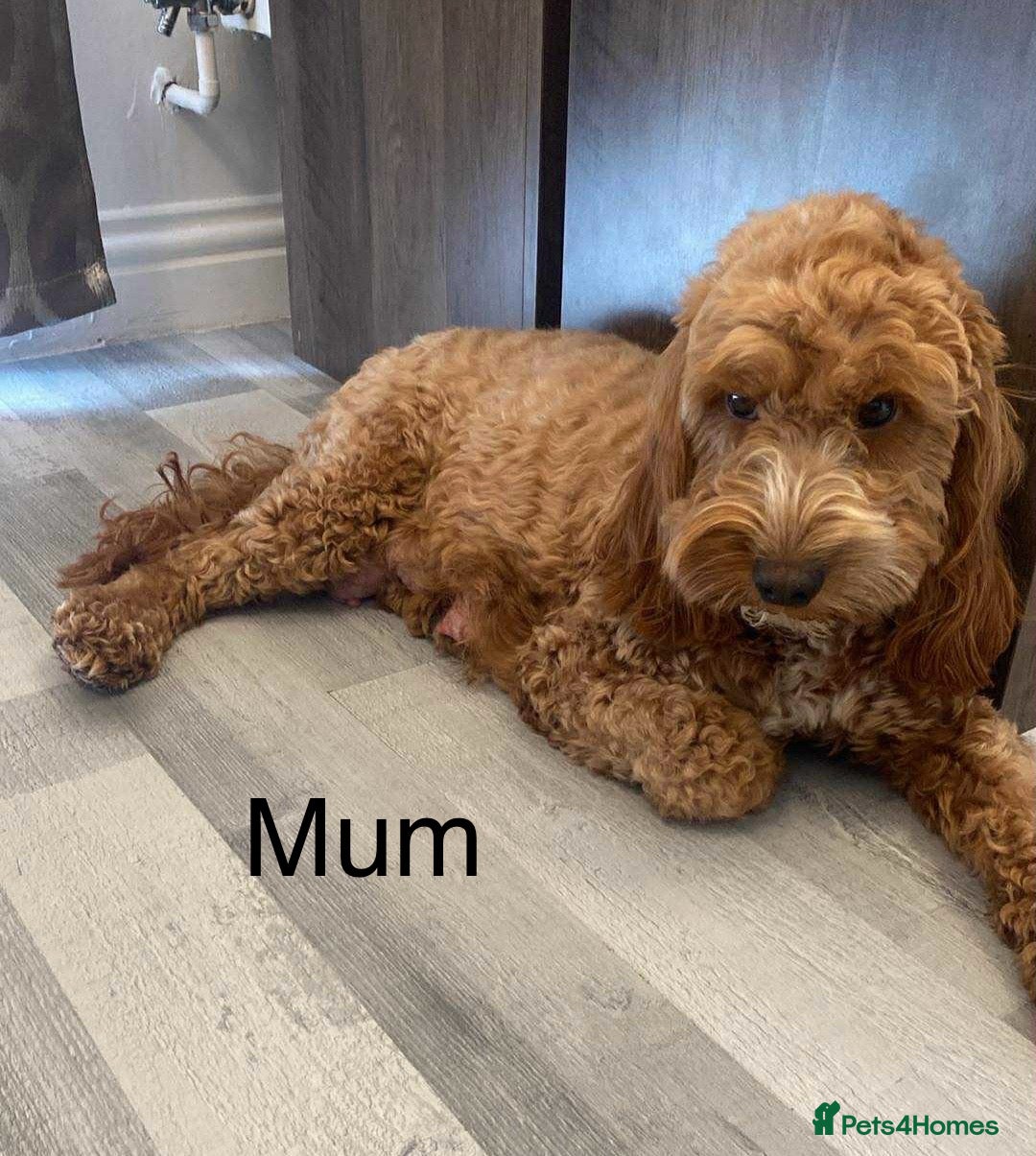 Cockapoo dogs for sale: F2 Cockapoo - Image 8