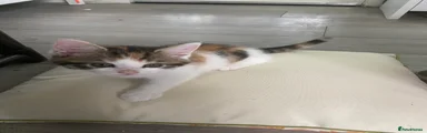 Maine Coon Kitten 4