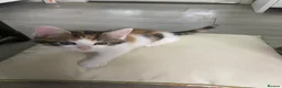 Maine Coon cats for sale: Maine Coon kittens  in Abingdon - Advert 9