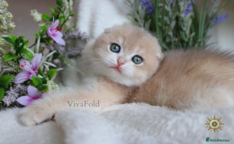 Scottish Fold cats - Advert 1
