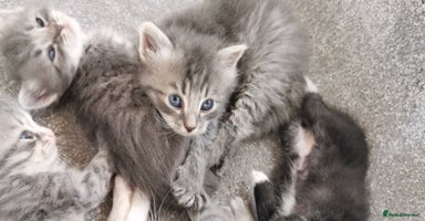 Siberian cats - Advert 6