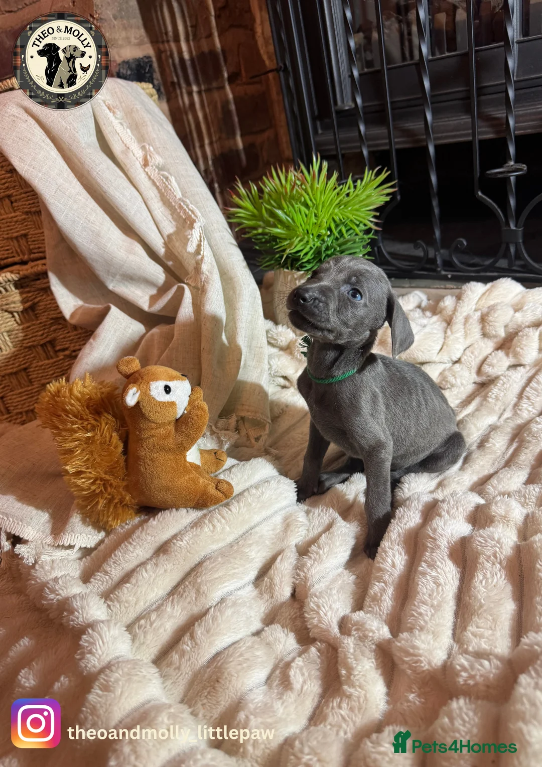 Weimaraner dogs for sale: 🐾KC Registered Blue & Silver Weimaraner Puppies🐾 - Advert 37