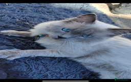 Ragdoll cats for sale: 3 Male Ragdoll kittens - Image 9