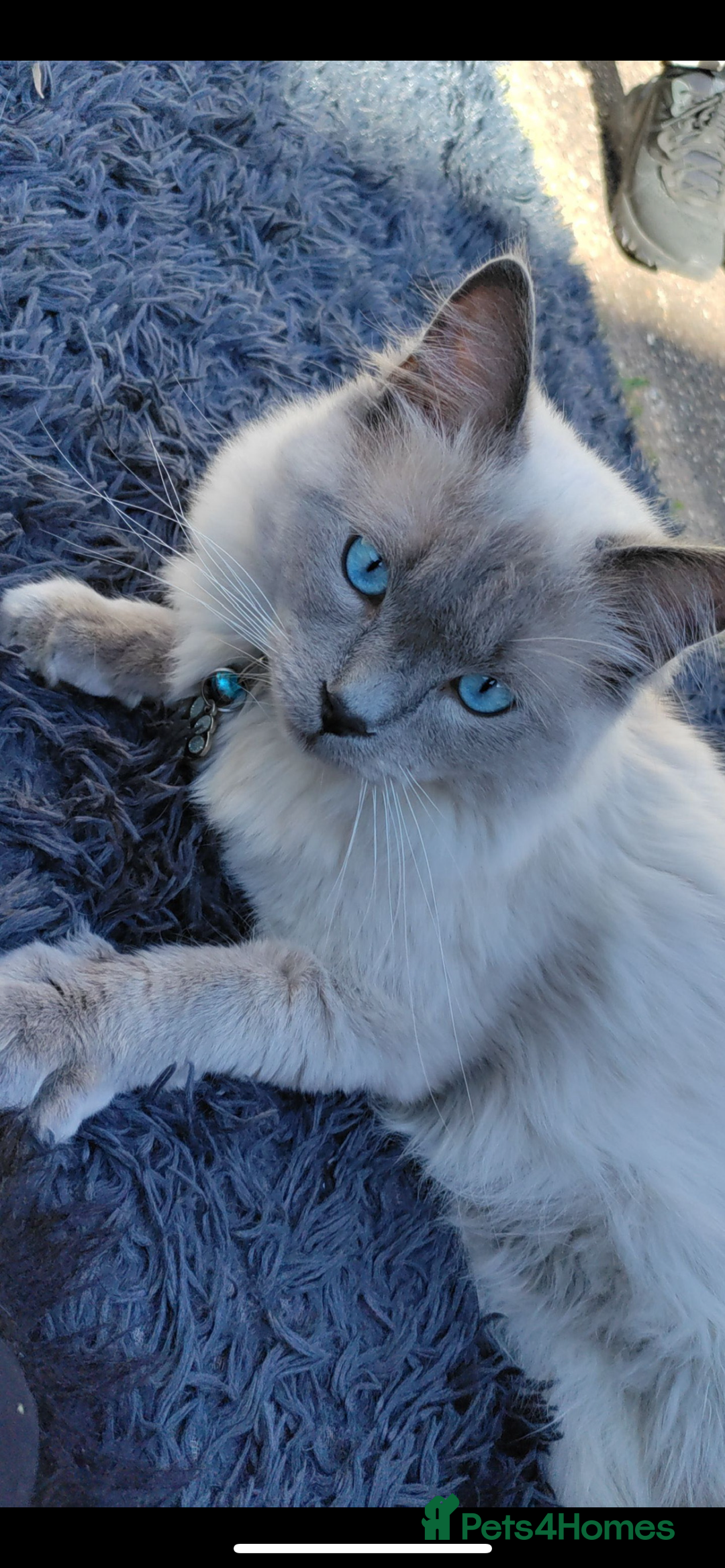 Ragdoll cats for sale: 3 Male Ragdoll kittens - Image 9