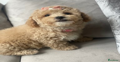 Poochon dogs - Advert 3