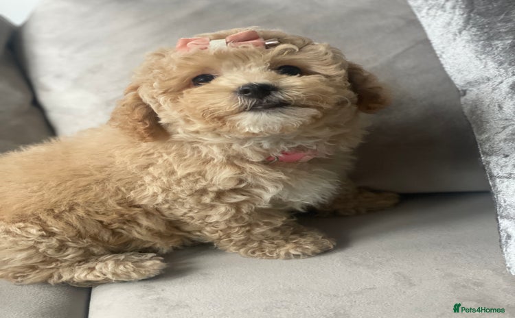 Poochon dogs - Advert 1