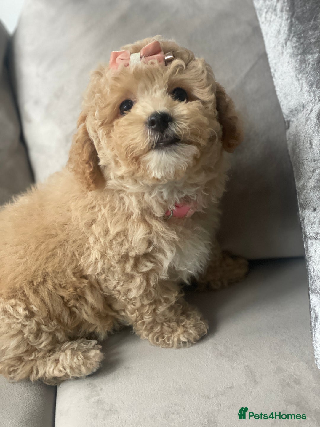 Poochon dogs for sale: Stunning litter - Image 1