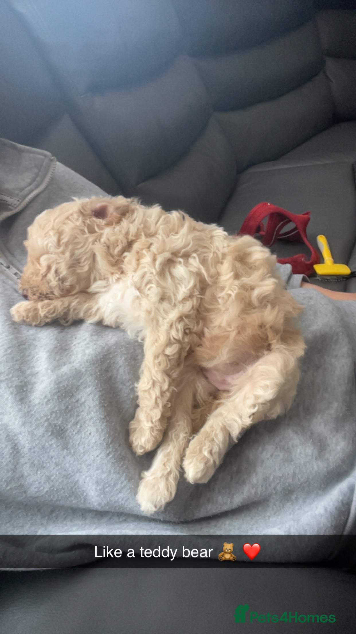 Poochon dogs for sale: Ready to leave NOW poochons🐶❤️ - Advert 26